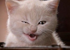privacidad ubicacion gatos